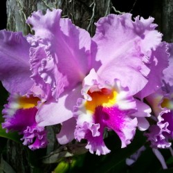 Frilly Orchid